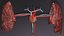 Cardio pulmonary circulation heart lung blood flow animated