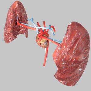 3D flow blood heart lung