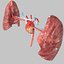 Cardio pulmonary circulation heart lung blood flow animated