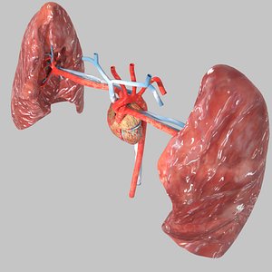 Cardio pulmonary circulation heart lung blood flow animated