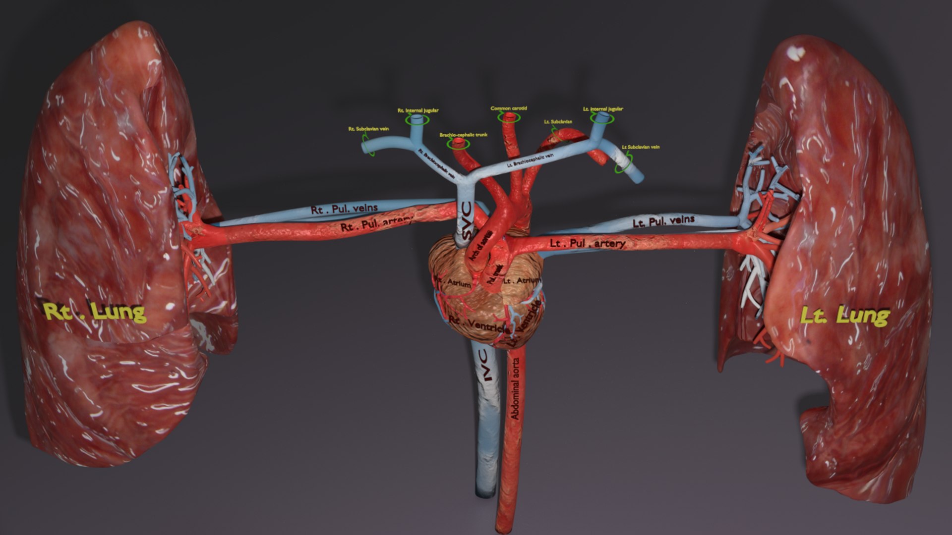 3D flow blood heart lung https://p.turbosquid.com/ts-thumb/sY/8auT80/F4yJSNpb/ps3/png/1542530992/1920x1080/fit_q87/594116e19ce1e7f01492370e3f9cb54d26f26461/ps3.jpg