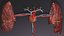 Cardio pulmonary circulation heart lung blood flow animated