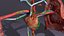 Cardio pulmonary circulation heart lung blood flow animated