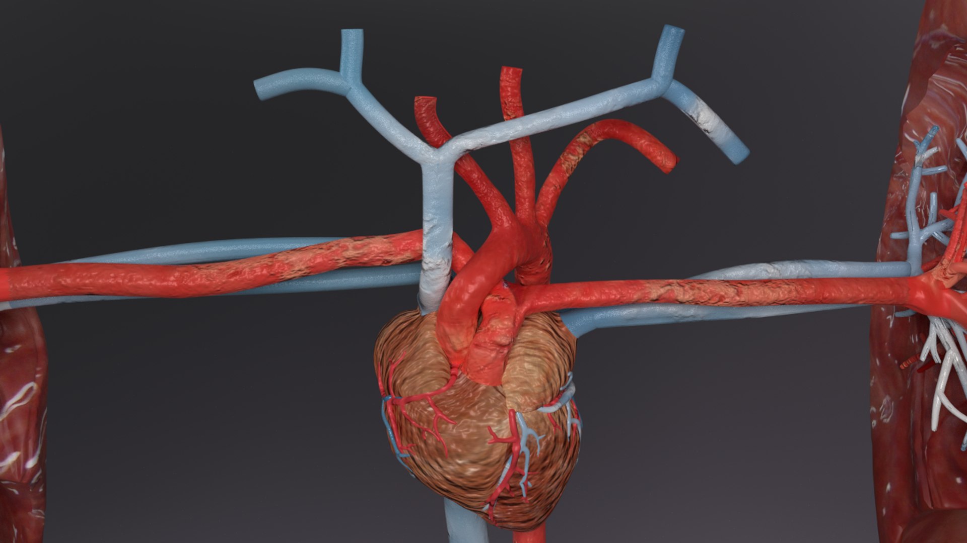 3D flow blood heart lung https://p.turbosquid.com/ts-thumb/sY/8auT80/L9VnDBnb/ps7/png/1542530992/1920x1080/fit_q87/41439df40e6a37a6be70b34f568fa99687a8f4d6/ps7.jpg