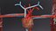 Cardio pulmonary circulation heart lung blood flow animated