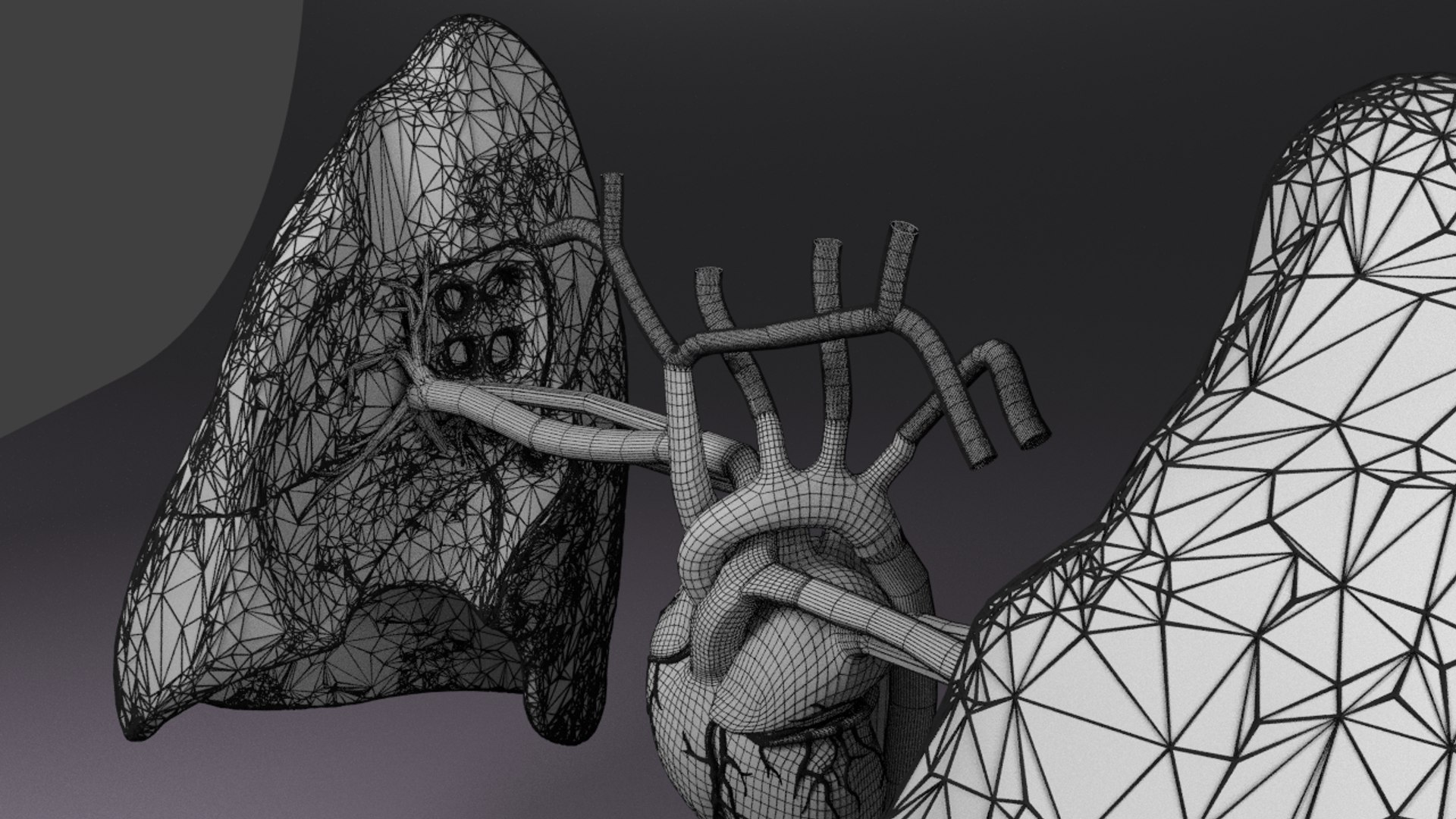 3D flow blood heart lung https://p.turbosquid.com/ts-thumb/sY/8auT80/UXUeqvFF/w3/png/1542601402/1920x1080/fit_q87/b5d1e00117b979e23f6b3b9b1d2904bad1e19319/w3.jpg