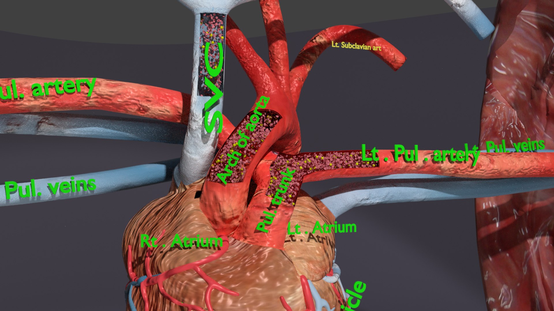 3D flow blood heart lung https://p.turbosquid.com/ts-thumb/sY/8auT80/WkGyuQuI/image00251/png/1543427008/1920x1080/fit_q87/cd64584ebdd8c4b8bb9236048faaf22fa3fe6e05/image00251.jpg