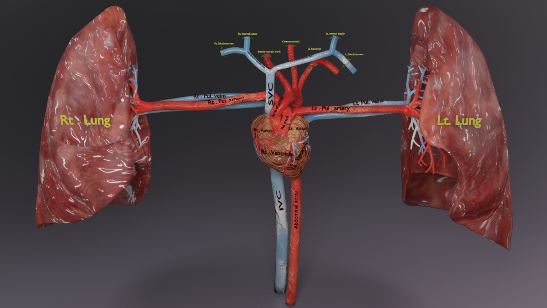 3D flow blood heart lung https://p.turbosquid.com/ts-thumb/sY/8auT80/X3amhlsM/ps5/png/1542530992/1920x1080/fit_q87/6a0dbed73f5abb4e267bc8abe546ea00074710df/ps5.jpg