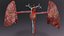 Cardio pulmonary circulation heart lung blood flow animated