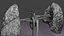Cardio pulmonary circulation heart lung blood flow animated