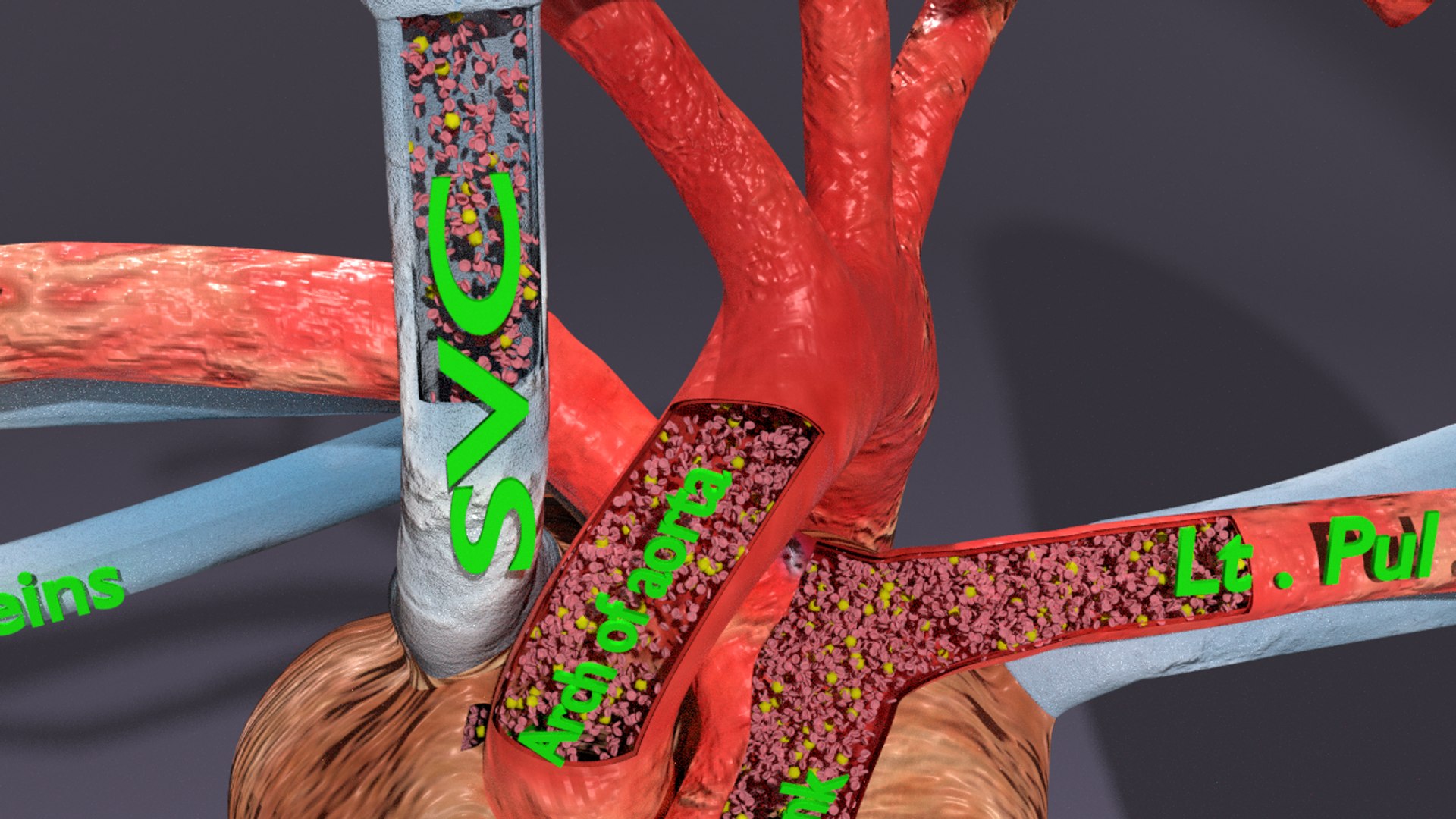 3D flow blood heart lung https://p.turbosquid.com/ts-thumb/sY/8auT80/aH96I5B1/image00331/png/1543427008/1920x1080/fit_q87/622720f648aaa9558cfb40e72284dde3d574b18c/image00331.jpg