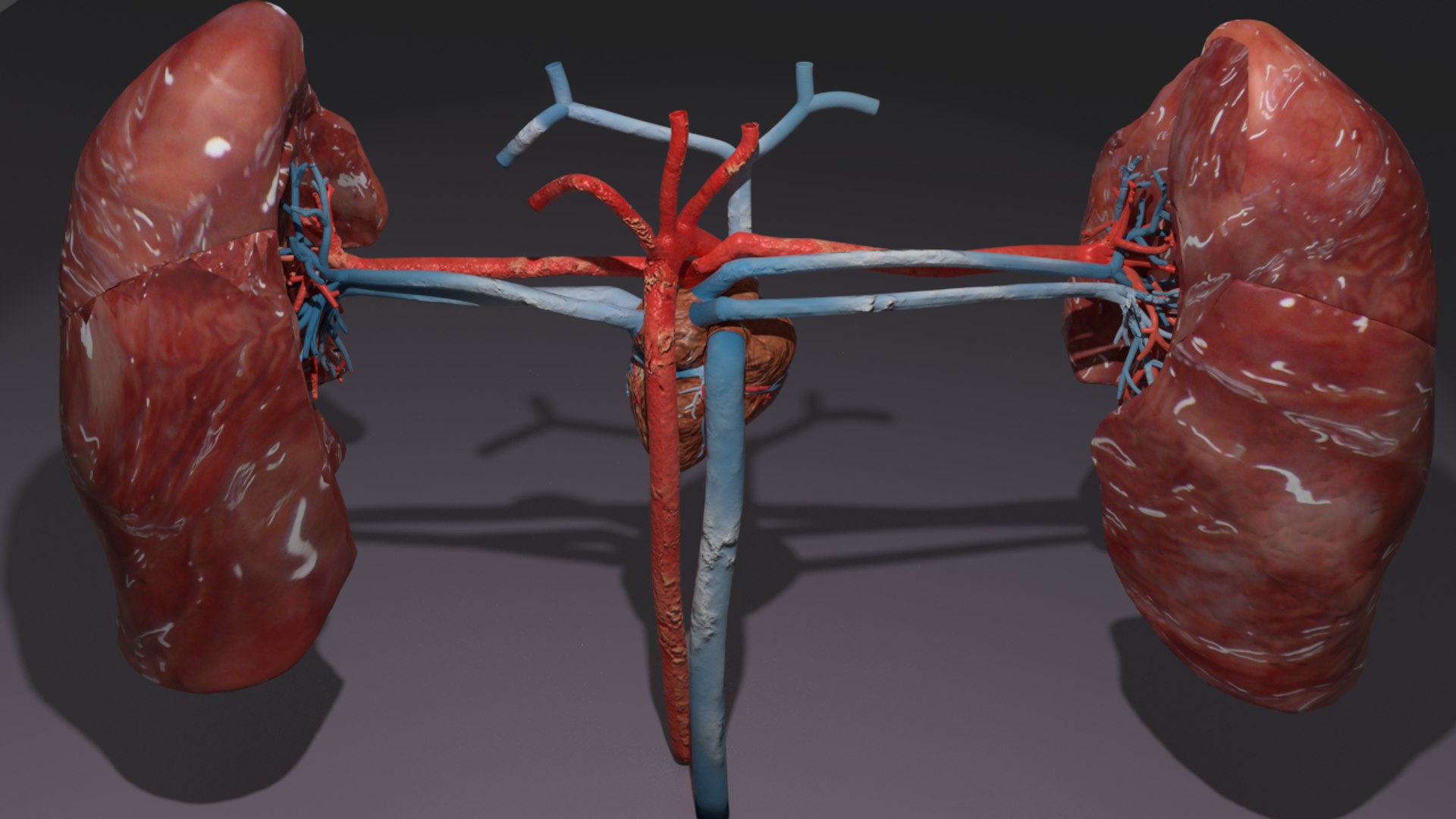 3D flow blood heart lung https://p.turbosquid.com/ts-thumb/sY/8auT80/gVx5sscc/psback11/png/1542530992/1920x1080/fit_q87/6518703e3532c50724edc0ae1ca4a1828f4905bb/psback11.jpg