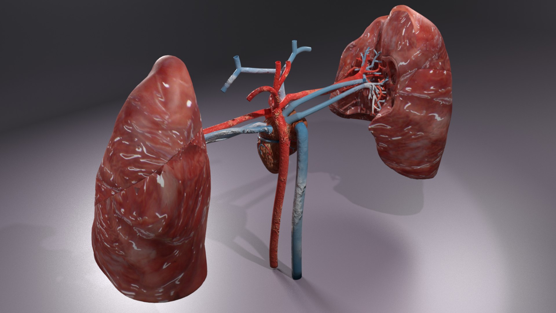 3D flow blood heart lung https://p.turbosquid.com/ts-thumb/sY/8auT80/iglkMkYr/ps11/png/1542530992/1920x1080/fit_q87/deb816dfc54faa05ea5880330aebcf2473f070ad/ps11.jpg