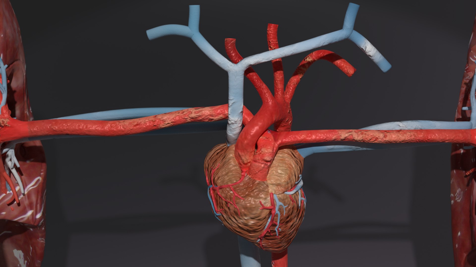 3D flow blood heart lung https://p.turbosquid.com/ts-thumb/sY/8auT80/tyON9JUY/ps8/png/1542530992/1920x1080/fit_q87/73dcea75d05d5fb0ca8436de44b12a13e3230cf5/ps8.jpg