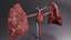 Cardio pulmonary circulation heart lung blood flow animated