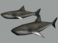 Shark.max