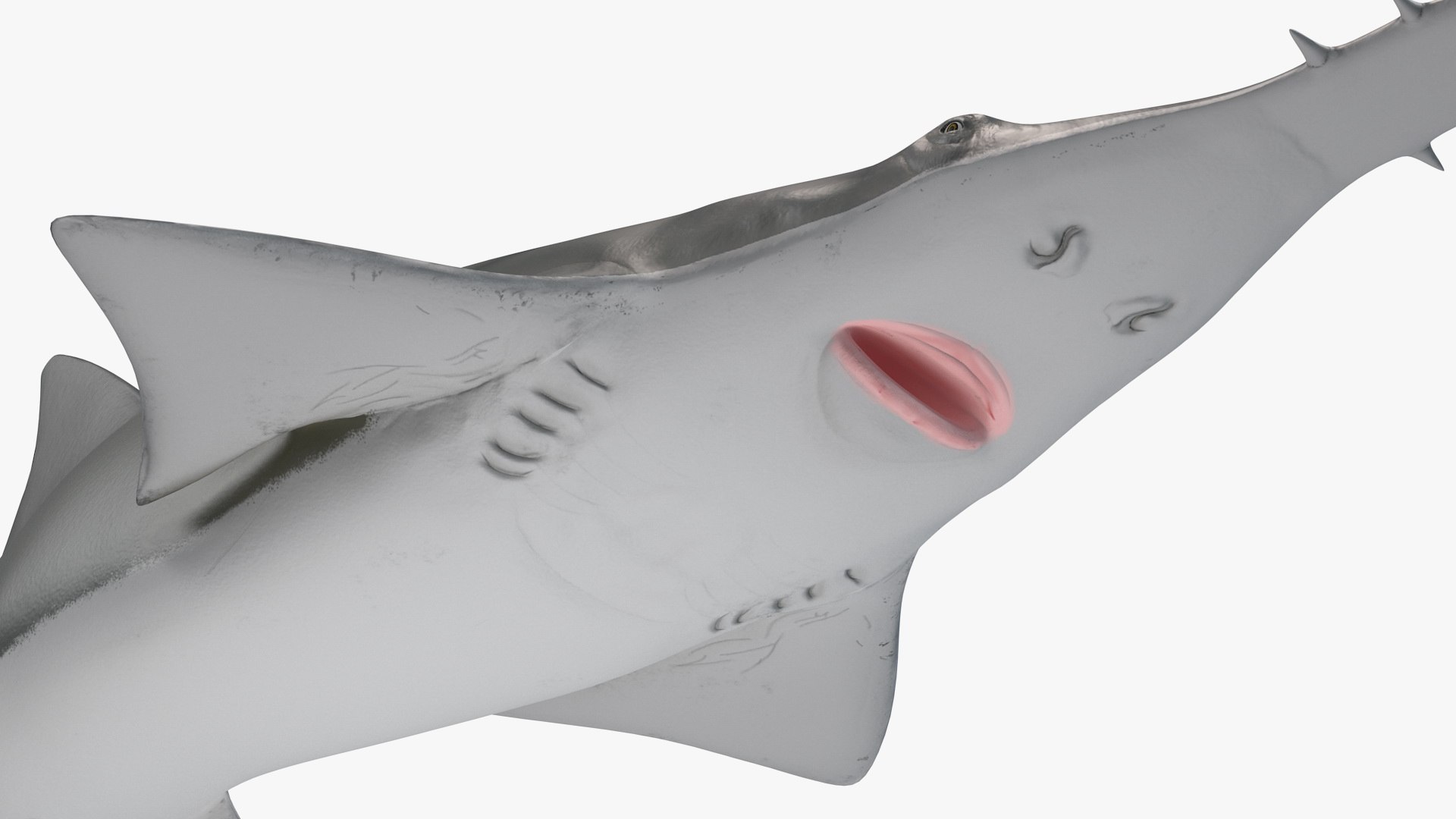 sawfish rigged fish modo 3D model https://p.turbosquid.com/ts-thumb/sY/d3V71l/JQ4urarx/sawfishriggedmb3dmodel015/jpg/1592960226/1920x1080/fit_q87/257906a74f1f2b6f6a812fd6486fa34b5df64373/sawfishriggedmb3dmodel015.jpg