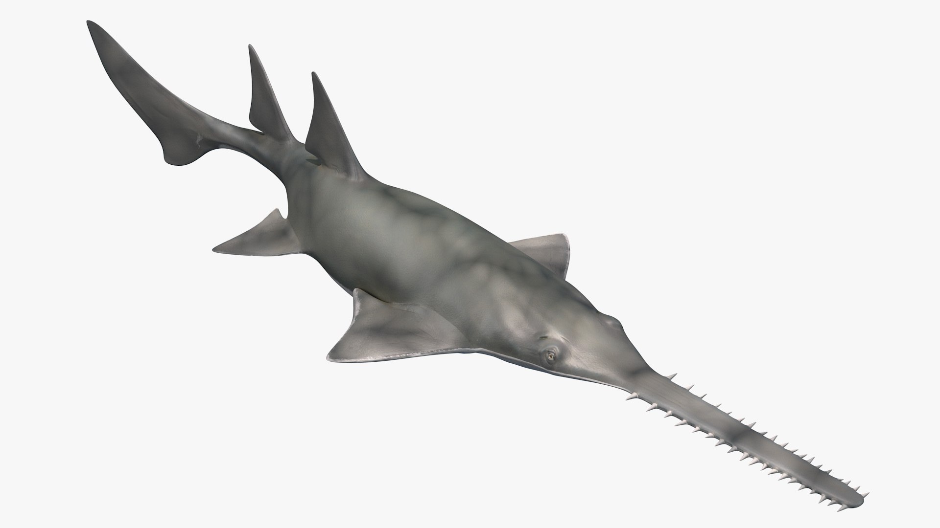 sawfish rigged fish modo 3D model https://p.turbosquid.com/ts-thumb/sY/d3V71l/awcFBCUU/sawfishriggedmb3dmodel008/jpg/1592960175/1920x1080/fit_q87/0c4eecad71371a852401e982d6f2fe18d2dba3b4/sawfishriggedmb3dmodel008.jpg