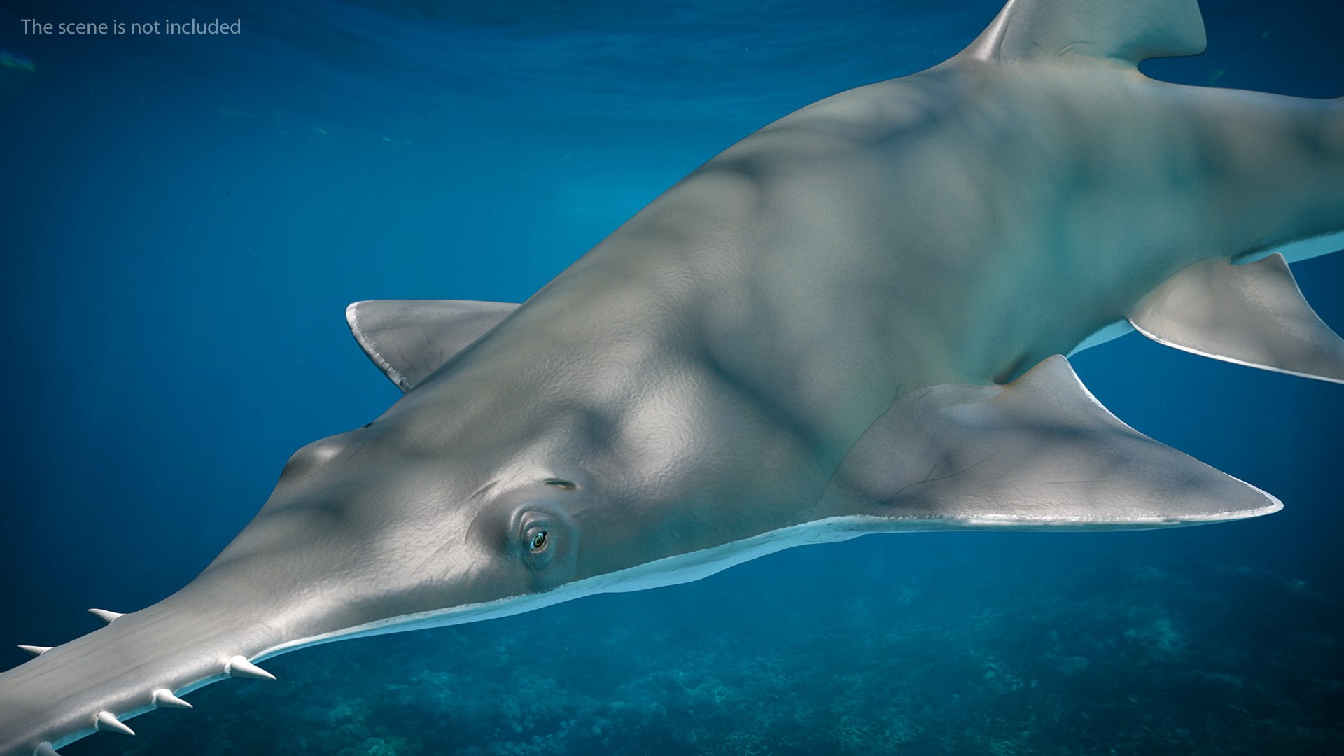 sawfish rigged fish modo 3D model https://p.turbosquid.com/ts-thumb/sY/d3V71l/dhGntUrn/sawfishriggedmb3dmodel004/jpg/1592960146/1920x1080/fit_q87/53990ea28ab2ff7420de7d00a44bb73985806a4e/sawfishriggedmb3dmodel004.jpg