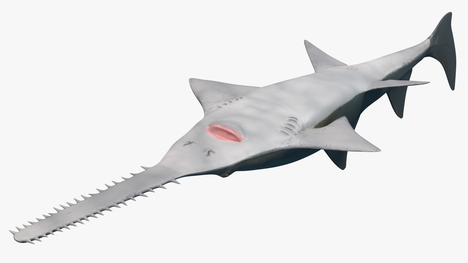 sawfish rigged fish modo 3D model https://p.turbosquid.com/ts-thumb/sY/d3V71l/fgQwVRdx/sawfishriggedmb3dmodel014/jpg/1592960218/1920x1080/fit_q87/351207a408f4b34e30f718ae6528eda5f64c1281/sawfishriggedmb3dmodel014.jpg