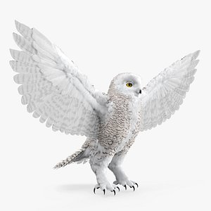 Snowy Owl Female with Spread Wings White