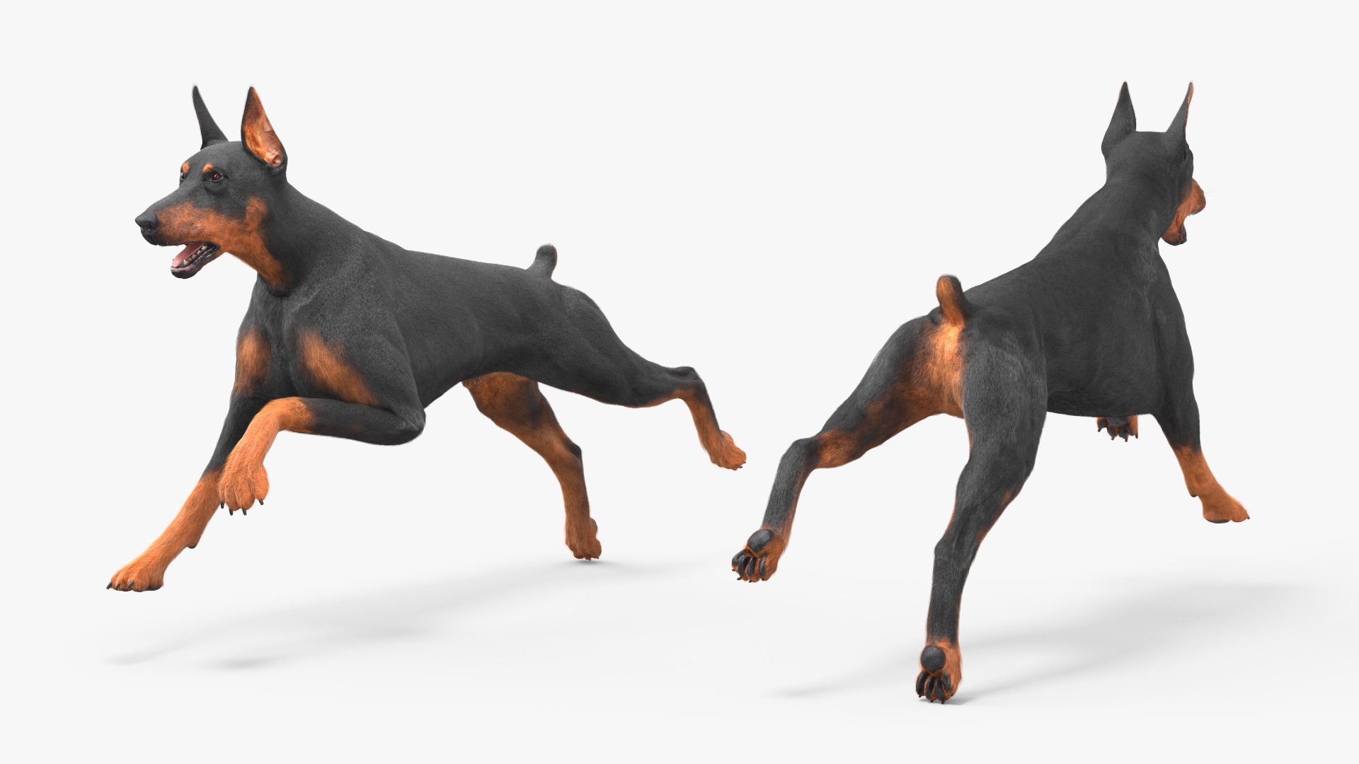 3D Doberman Pinscher Dog Running Fur https://p.turbosquid.com/ts-thumb/sY/lx0HWI/1F/dobermanpinscherdogrunningfur3dsmodel006/jpg/1716444439/1920x1080/fit_q87/fc0e643ac907b2015281facef0fe64e51a4520f1/dobermanpinscherdogrunningfur3dsmodel006.jpg