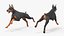 Doberman Pinscher Cachorro Correndo Pelo