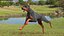 Doberman Pinscher Cachorro Correndo Pelo