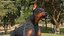 Doberman Pinscher Cachorro Correndo Pelo