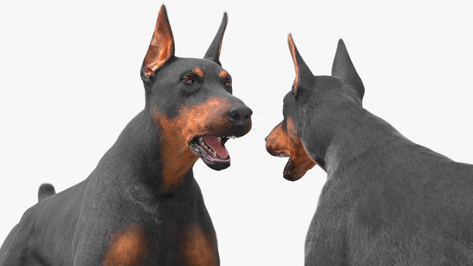 3D Doberman Pinscher Dog Running Fur https://p.turbosquid.com/ts-thumb/sY/lx0HWI/5G/dobermanpinscherdogrunningfur3dsmodel009/jpg/1716444449/1920x1080/fit_q87/02b53a8329d57156e6ffc2caf3df6fd44e320a72/dobermanpinscherdogrunningfur3dsmodel009.jpg