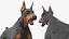 Doberman Pinscher Cachorro Correndo Pelo