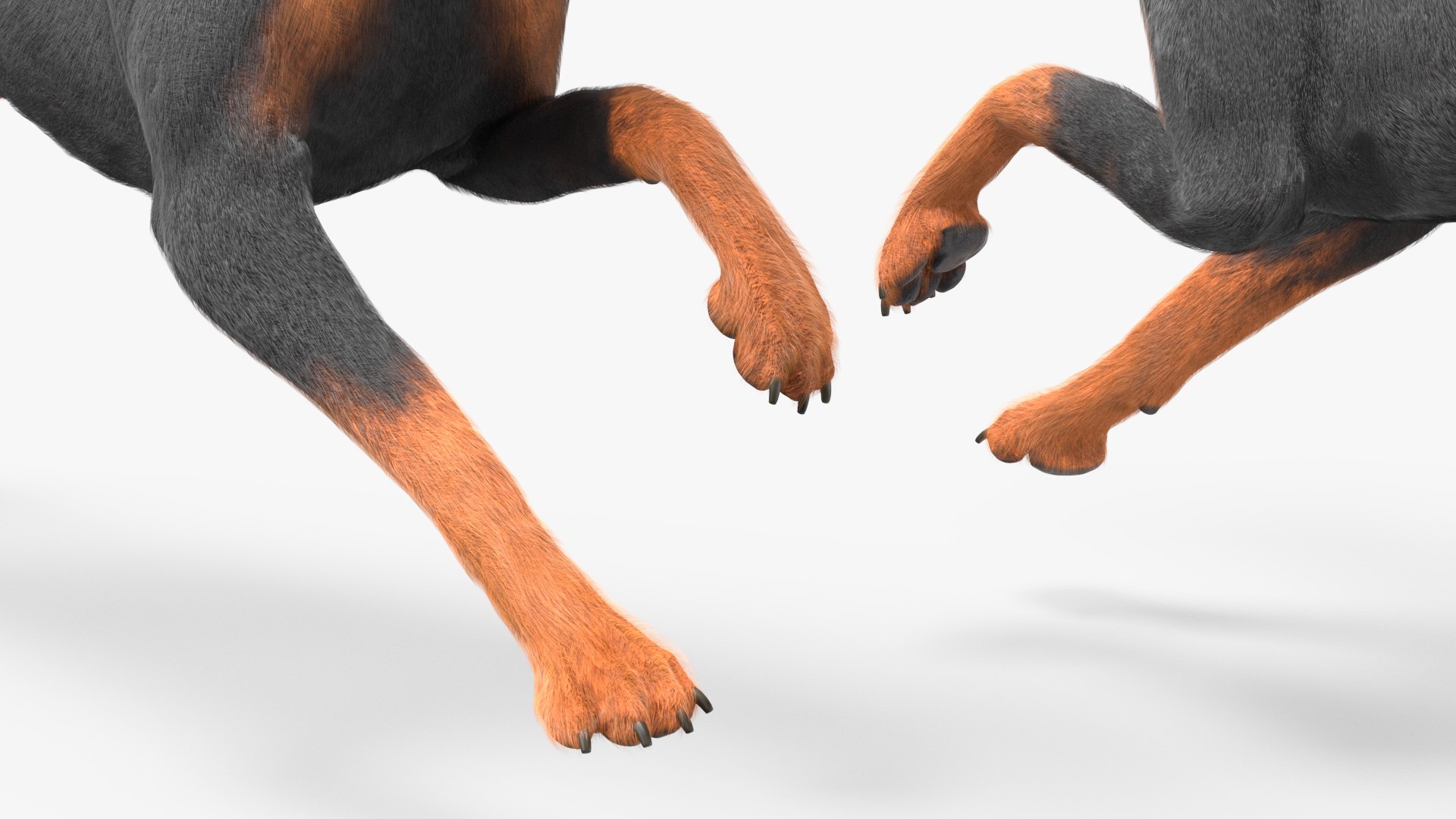 3D Doberman Pinscher Dog Running Fur https://p.turbosquid.com/ts-thumb/sY/lx0HWI/Vj/dobermanpinscherdogrunningfur3dsmodel010/jpg/1716444452/1920x1080/fit_q87/3d93b744dde511ca785120bcd025ed2514c8fe53/dobermanpinscherdogrunningfur3dsmodel010.jpg