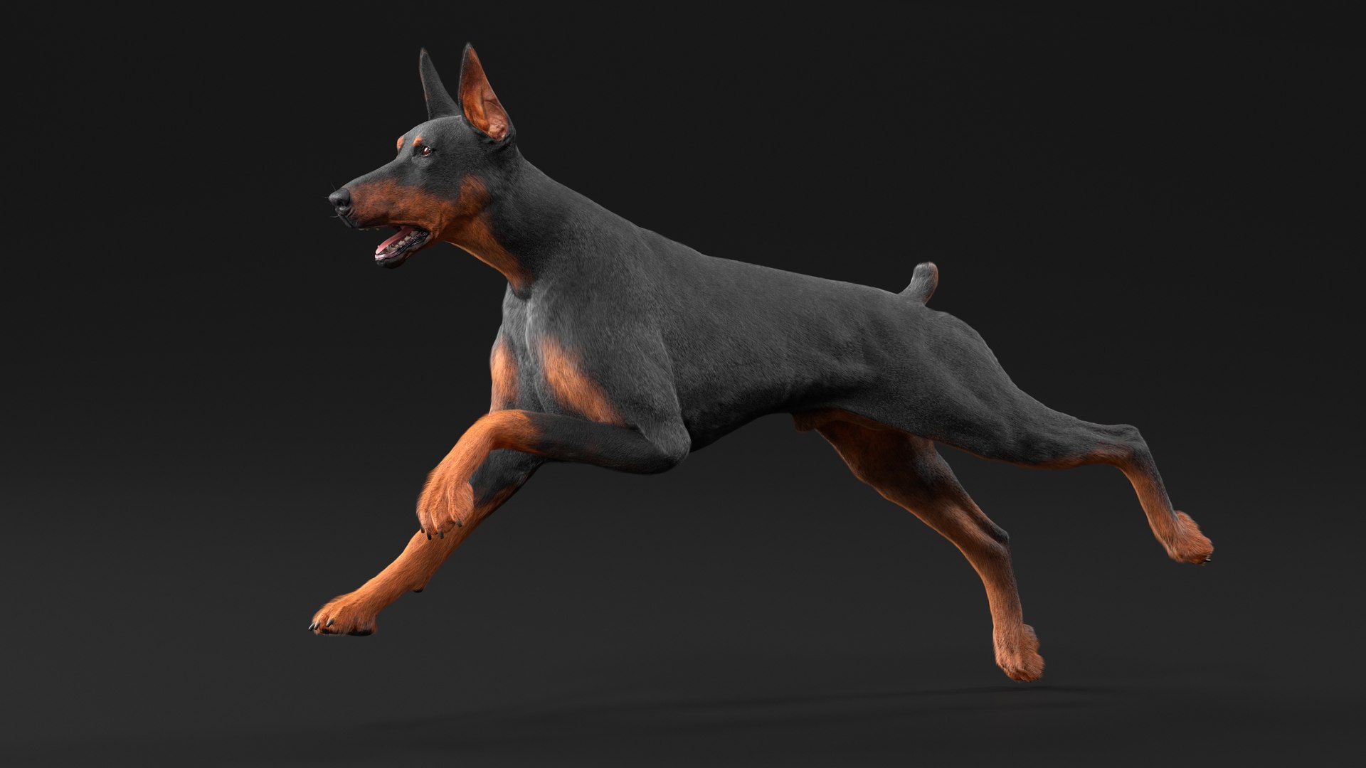 3D Doberman Pinscher Dog Running Fur https://p.turbosquid.com/ts-thumb/sY/lx0HWI/ht/dobermanpinscherdogrunningfur3dsmodel004/jpg/1716444431/1920x1080/fit_q87/6ee426999b589faeb313c68e8271a9e8279bbe5b/dobermanpinscherdogrunningfur3dsmodel004.jpg