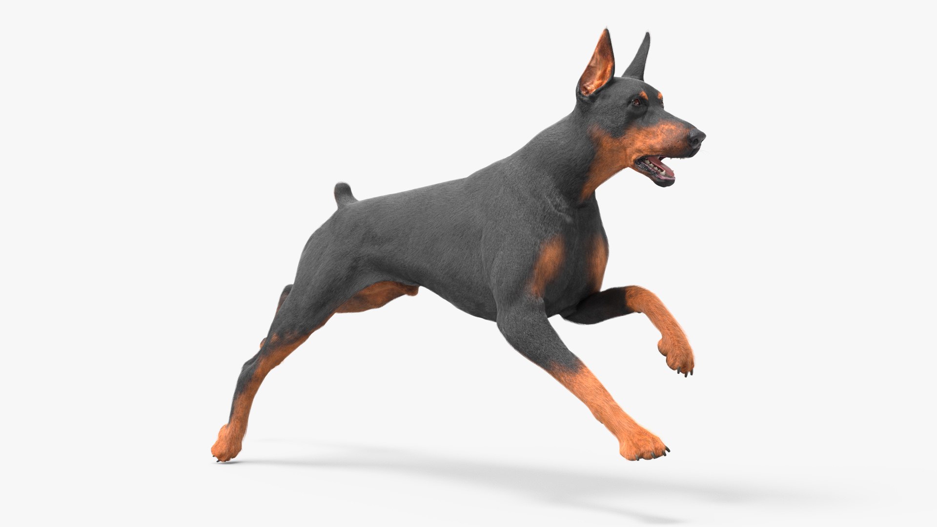 Doberman Pinscher Dog Running Fur 3D model preview