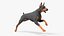 Doberman Pinscher Cachorro Correndo Pelo