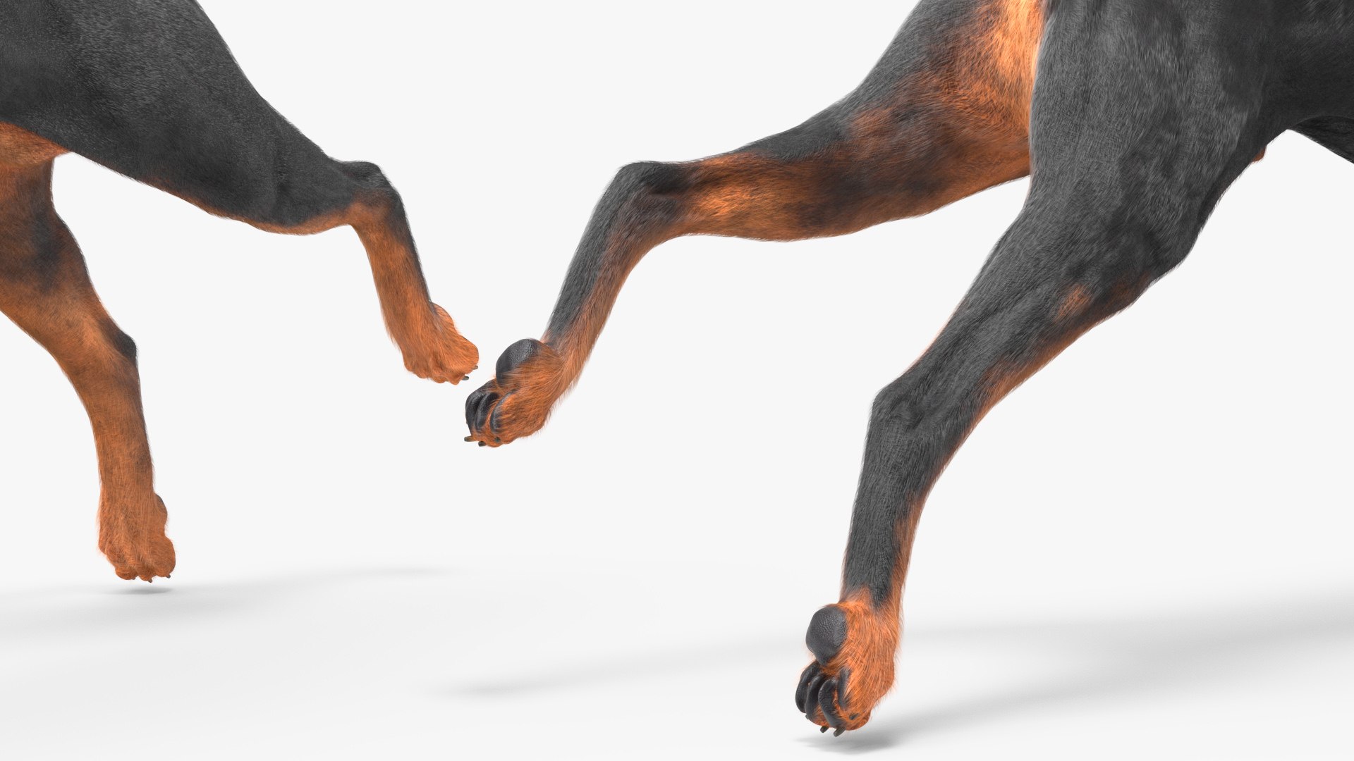 3D Doberman Pinscher Dog Running Fur https://p.turbosquid.com/ts-thumb/sY/lx0HWI/nI/dobermanpinscherdogrunningfur3dsmodel011/jpg/1716444455/1920x1080/fit_q87/6ab6abe142048ed9509be94dfe37b4f8be8fa9ba/dobermanpinscherdogrunningfur3dsmodel011.jpg