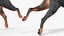 Doberman Pinscher Cachorro Correndo Pelo