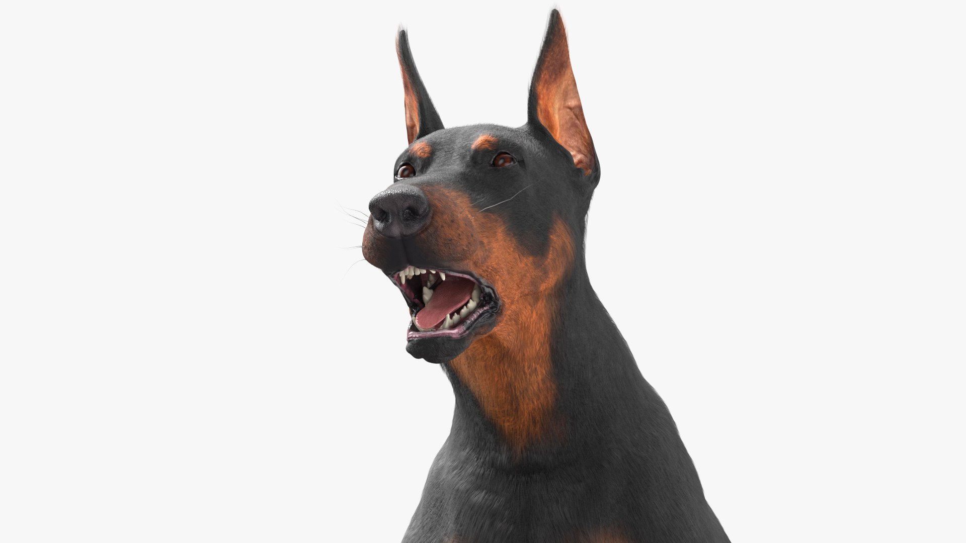 3D Doberman Pinscher Dog Running Fur https://p.turbosquid.com/ts-thumb/sY/lx0HWI/na/dobermanpinscherdogrunningfur3dsmodel007/jpg/1716444442/1920x1080/fit_q87/cf56d23cc4ae32d703ecbb6aa8a6a1322d9853c1/dobermanpinscherdogrunningfur3dsmodel007.jpg