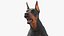 Doberman Pinscher Cachorro Correndo Pelo