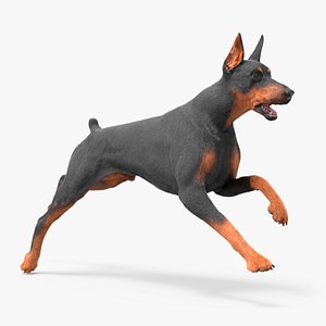 3D Doberman Pinscher Dog Running Fur