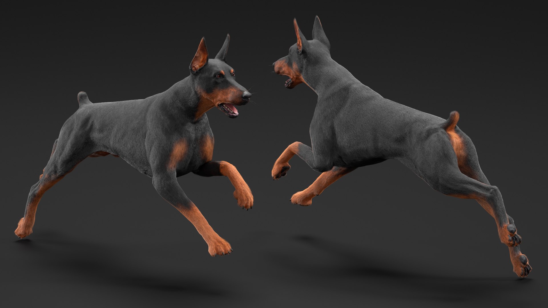 3D Doberman Pinscher Dog Running Fur https://p.turbosquid.com/ts-thumb/sY/lx0HWI/vx/dobermanpinscherdogrunningfur3dsmodel005/jpg/1716444436/1920x1080/fit_q87/0e074a62995328745f143ad613bfc2ba06127f11/dobermanpinscherdogrunningfur3dsmodel005.jpg