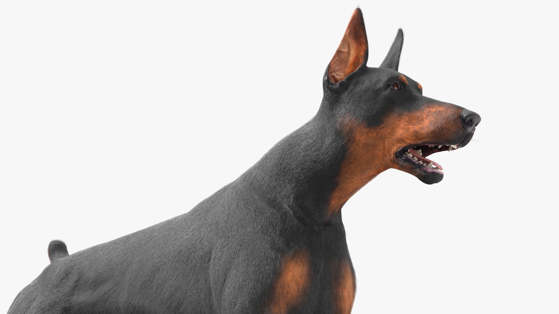 3D Doberman Pinscher Dog Running Fur https://p.turbosquid.com/ts-thumb/sY/lx0HWI/xp/dobermanpinscherdogrunningfur3dsmodel008/jpg/1716444446/1920x1080/fit_q87/6d3a3b032a78616593314e1adbcf8f36a87cd556/dobermanpinscherdogrunningfur3dsmodel008.jpg