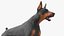 Doberman Pinscher Cachorro Correndo Pelo