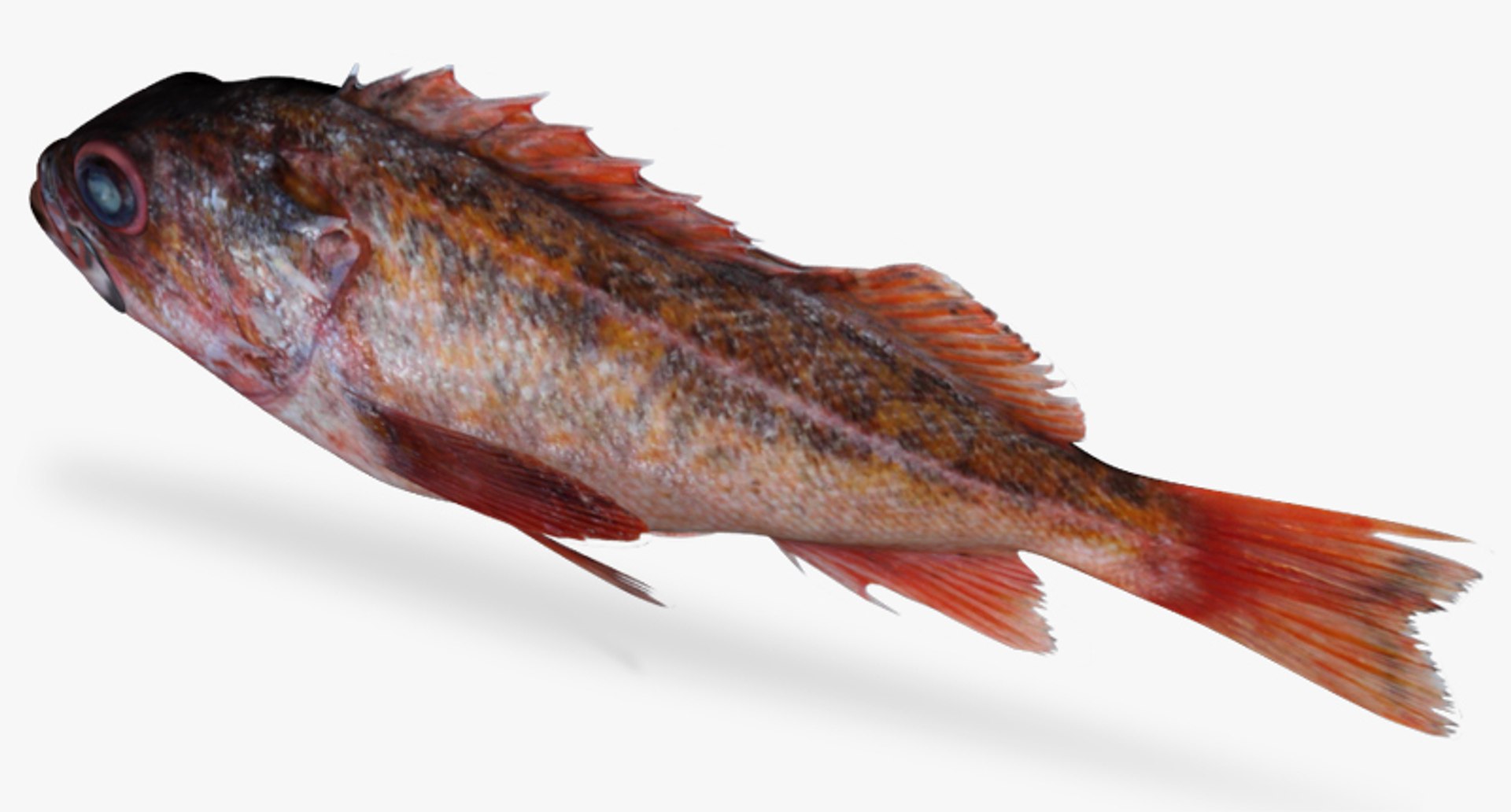 vermillion rockfish 3d fbx https://p.turbosquid.com/ts-thumb/sY/mzrshB/QxQ6nfF8/4/jpg/1466311726/1920x1080/fit_q87/d1f17252d456bac7e8fe53ba5bcab10945fa3122/4.jpg