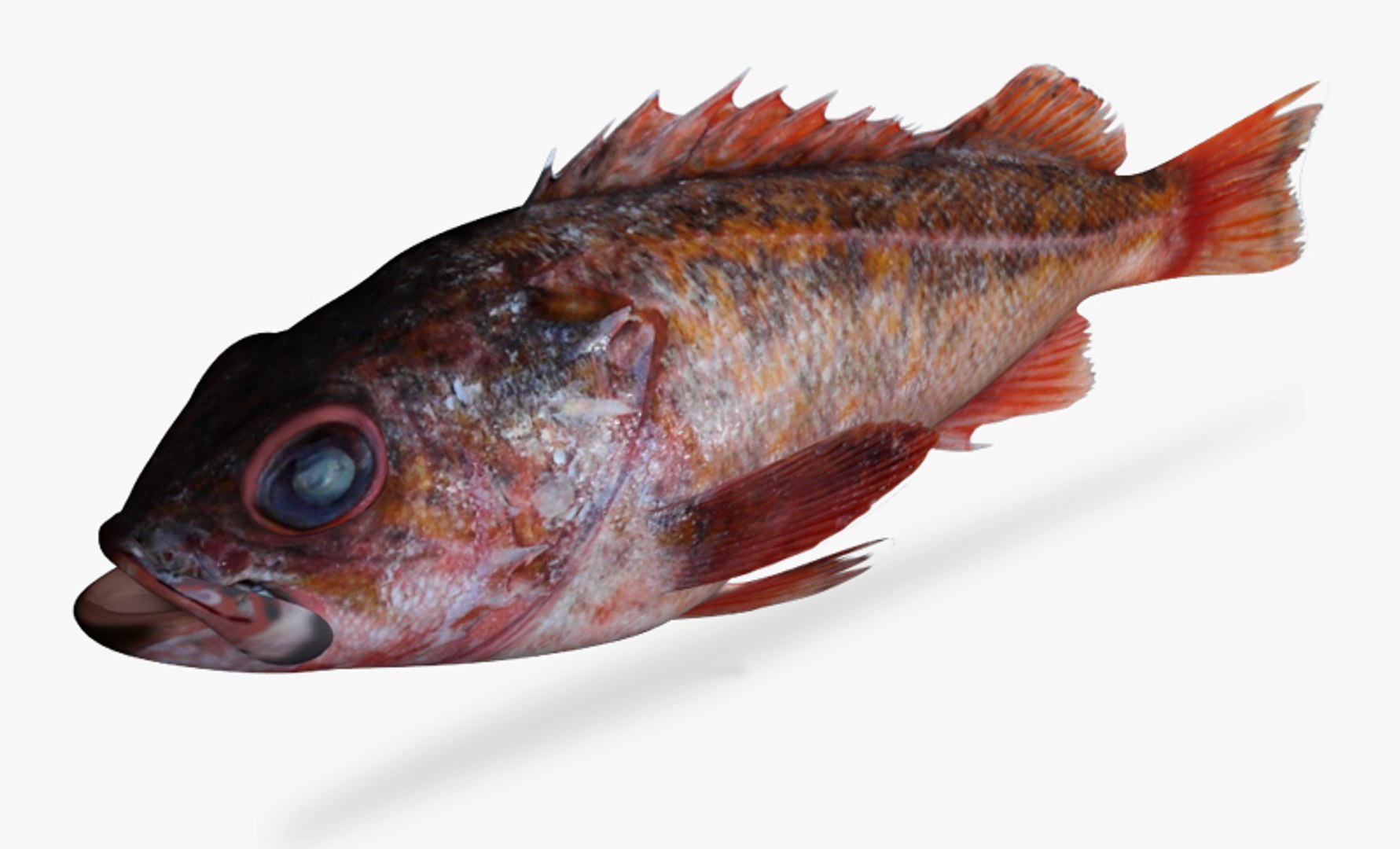 vermillion rockfish 3d fbx https://p.turbosquid.com/ts-thumb/sY/mzrshB/pEF80XfV/3/jpg/1466311726/1920x1080/fit_q87/7efd97813f0fb9ca23be1c2776ece7f4fb5343ff/3.jpg