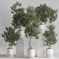 Plants collection 735