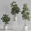 Plants collection 735