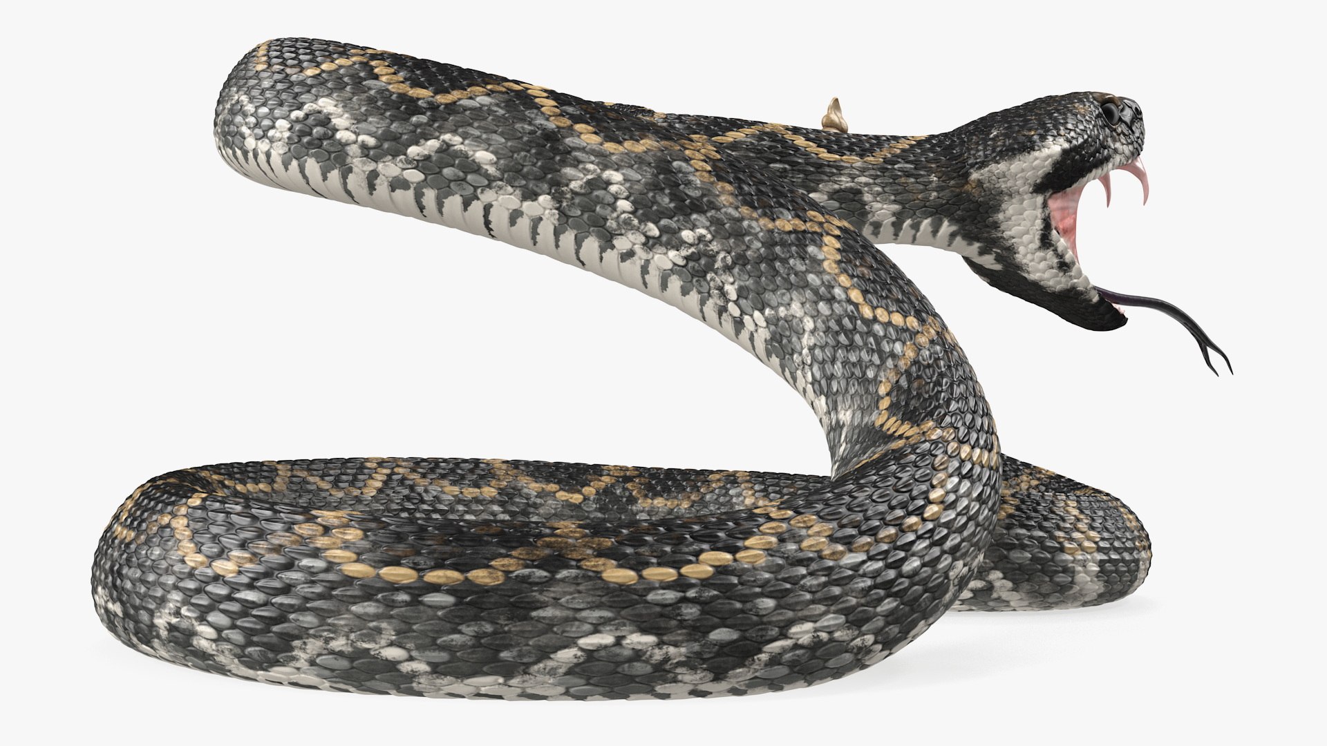 Giant Dark Rattlesnake Rigged for Maya 3D - TurboSquid 2121988