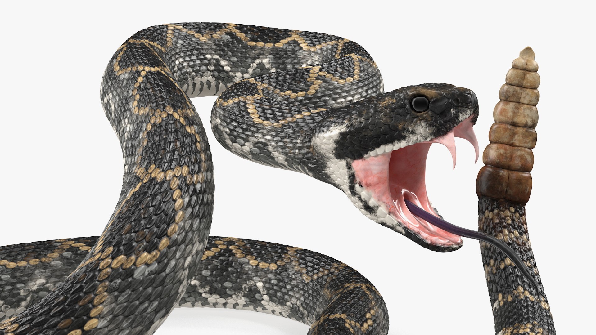 Giant Dark Rattlesnake Rigged for Maya 3D - TurboSquid 2121988