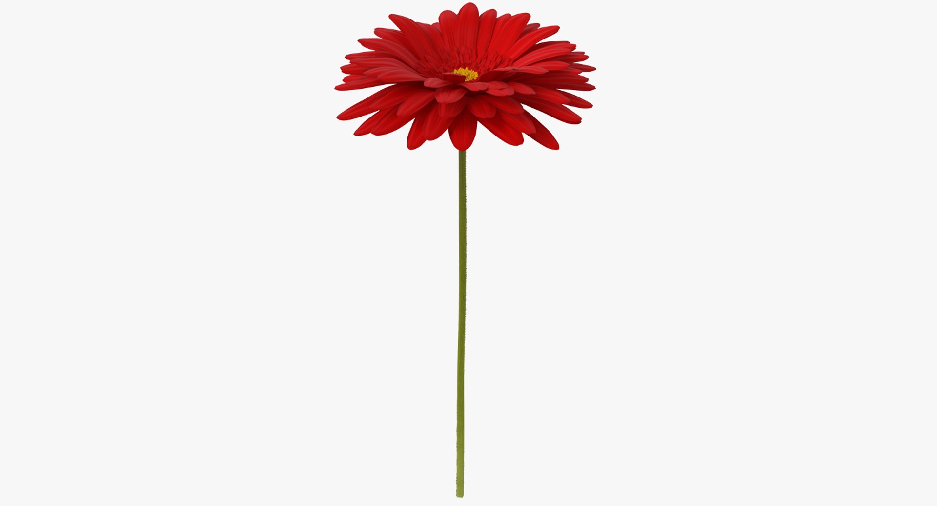 Red Gerbera Flower 3D model preview